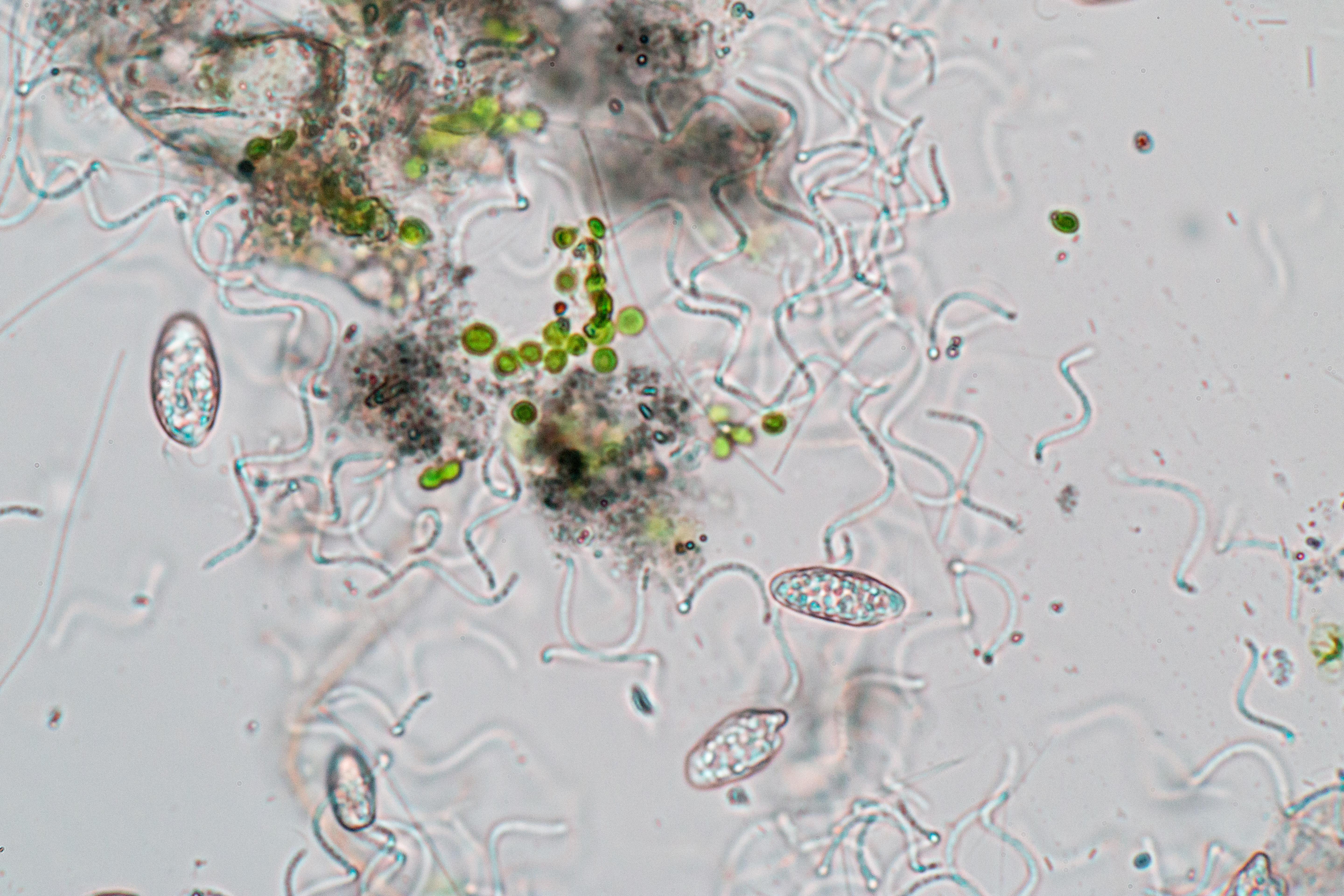 Bacteria in a drop of water