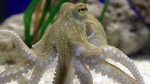Diversity and Octopus intelligence…