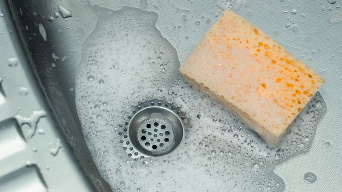 The dirty truth about what is lurking in a sponge